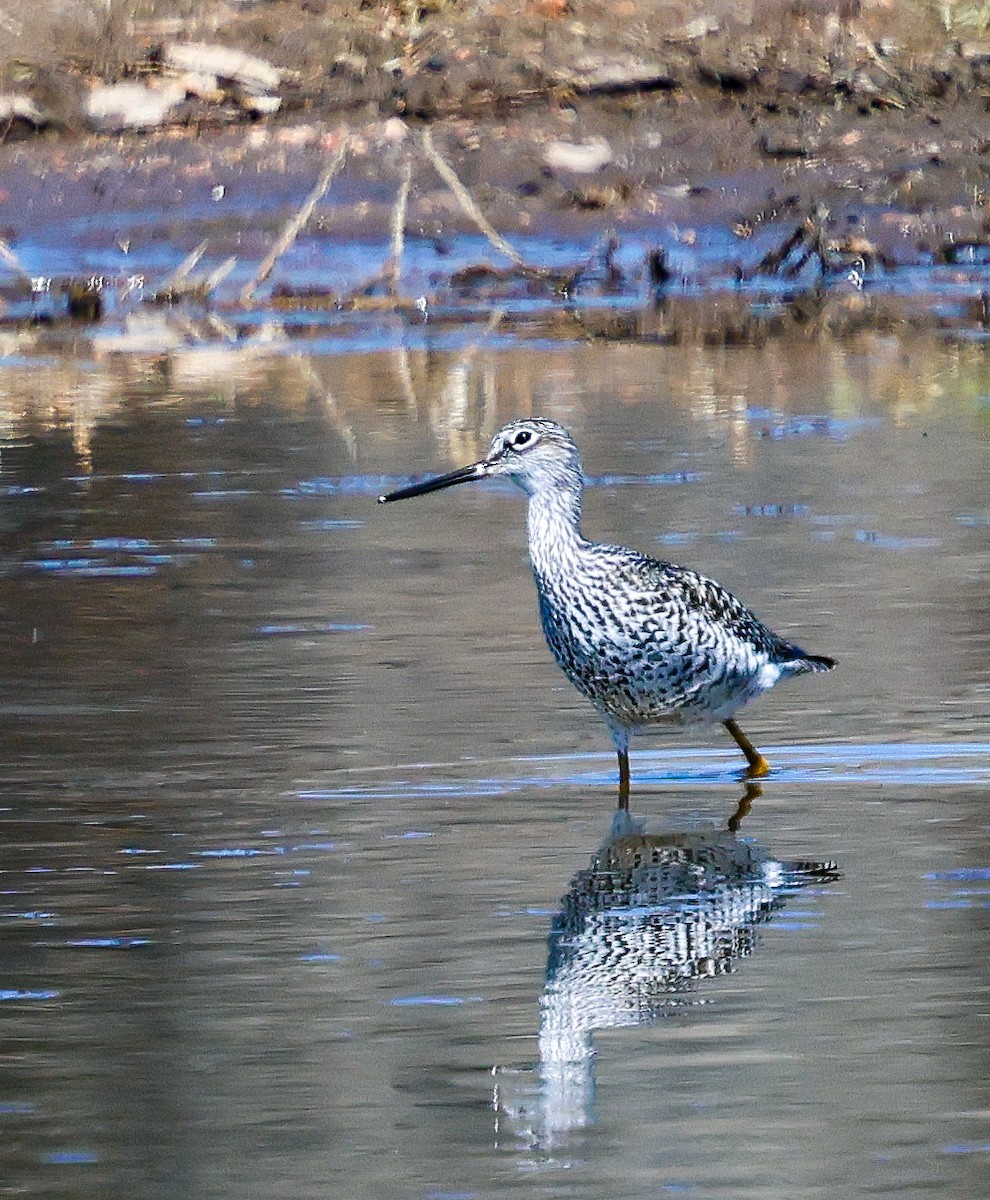 Greater Yellowlegs - ML633300360