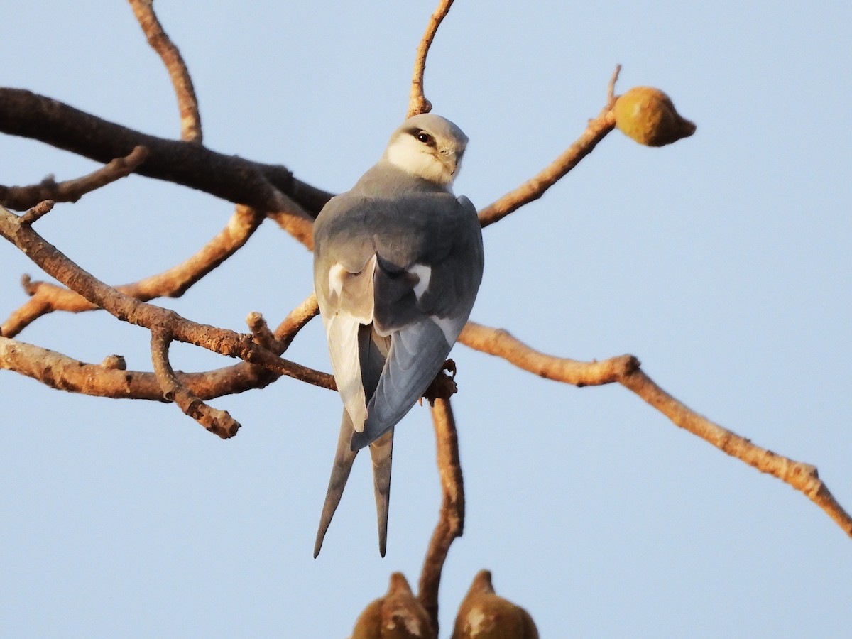 Scissor-tailed Kite - ML633300366