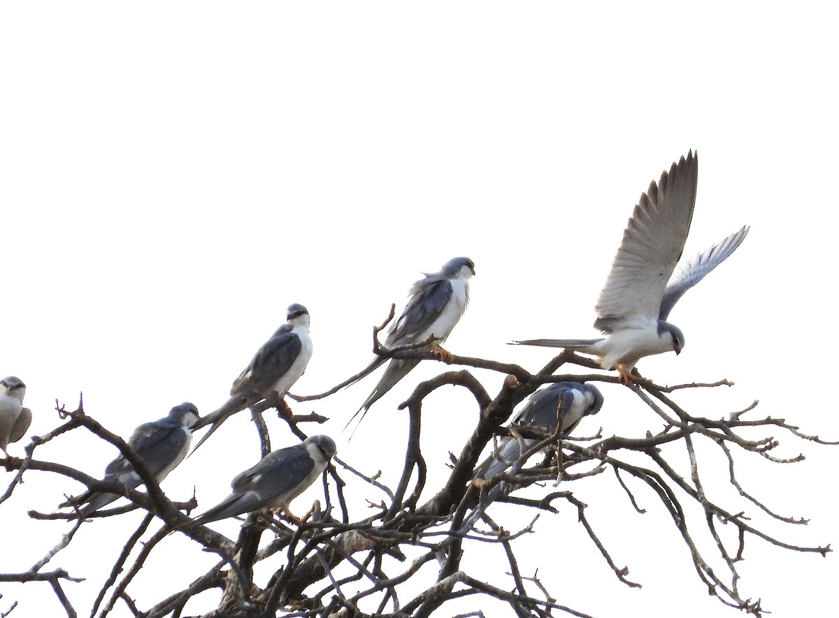Scissor-tailed Kite - ML633300367