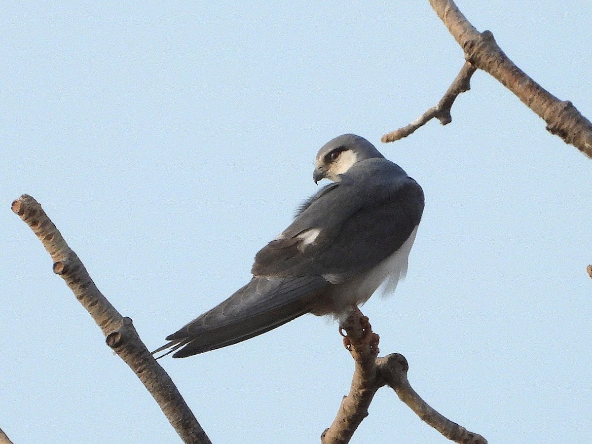 Scissor-tailed Kite - ML633300368