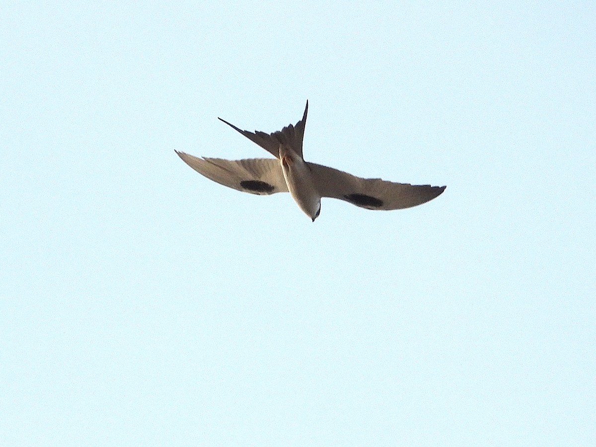 Scissor-tailed Kite - ML633300369