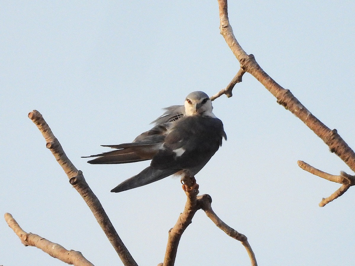 Scissor-tailed Kite - ML633300370