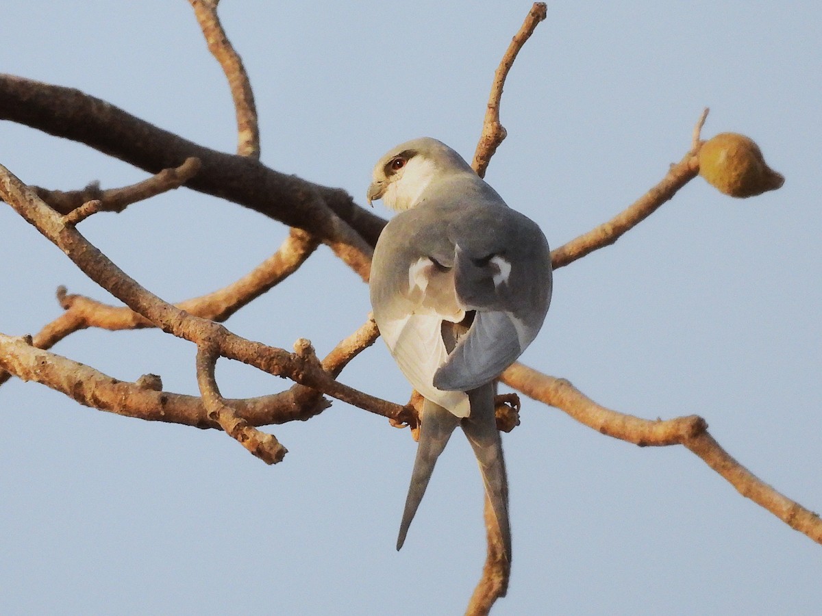 Scissor-tailed Kite - ML633300371