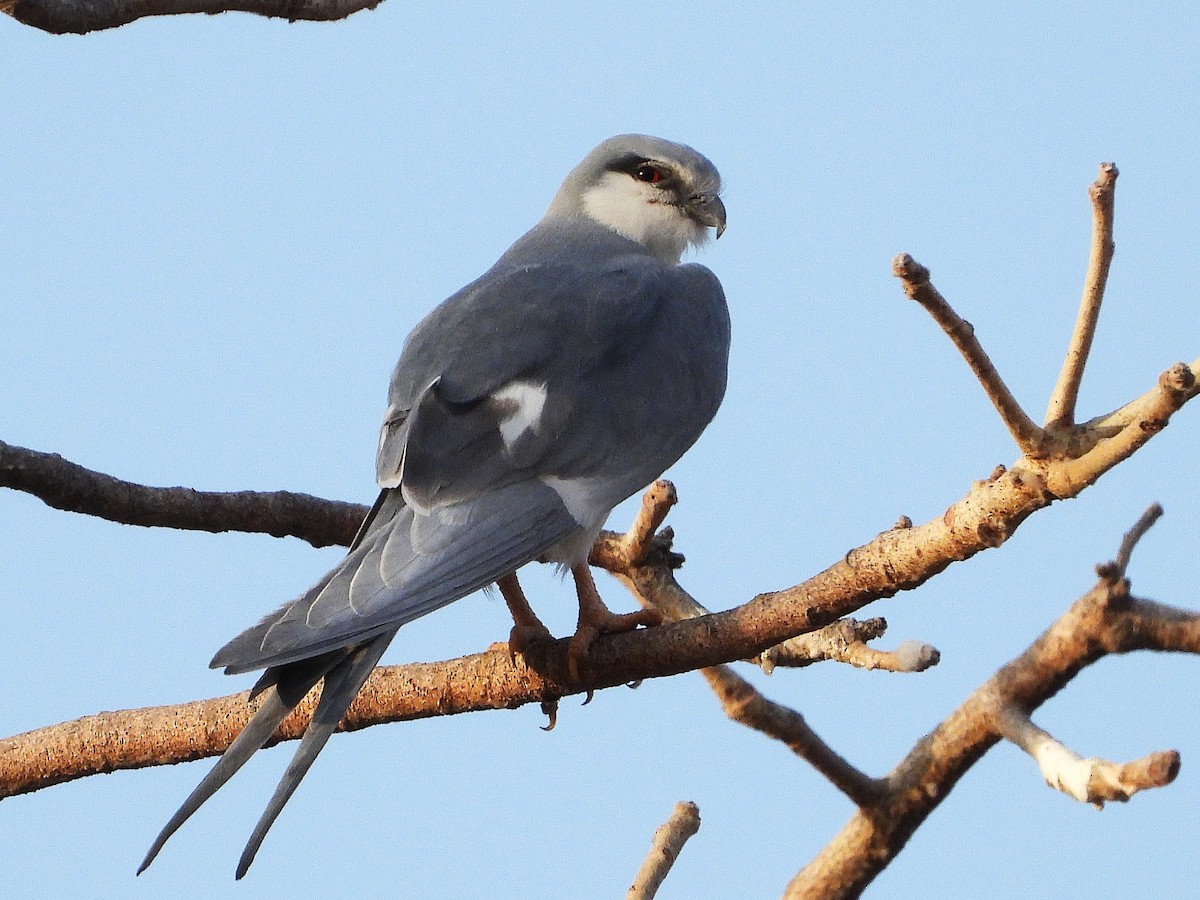 Scissor-tailed Kite - ML633300372