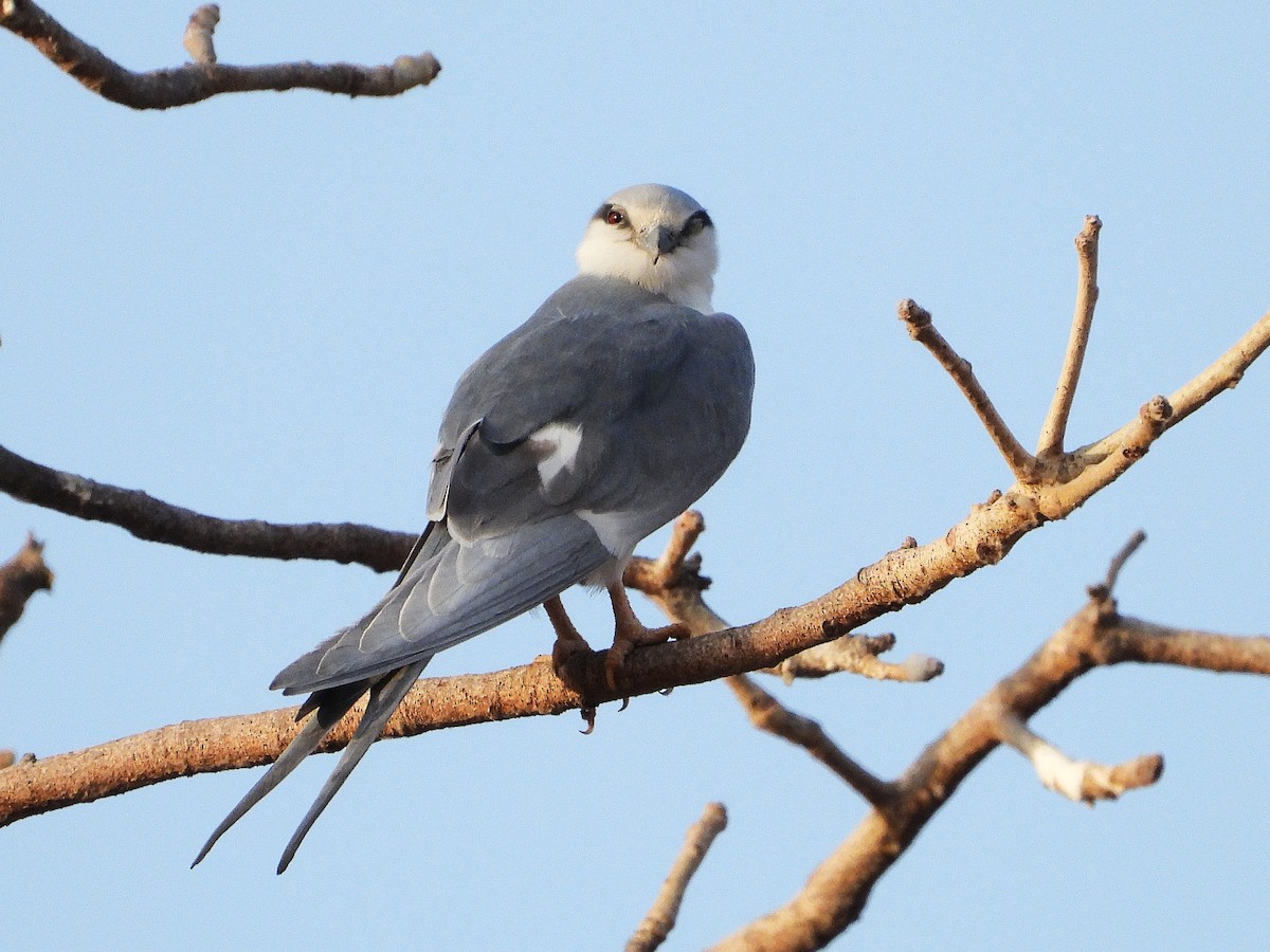 Scissor-tailed Kite - ML633300373