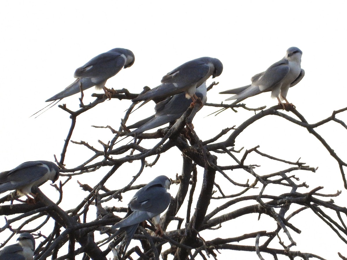 Scissor-tailed Kite - ML633300374