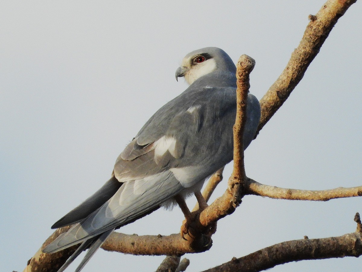 Scissor-tailed Kite - ML633300375