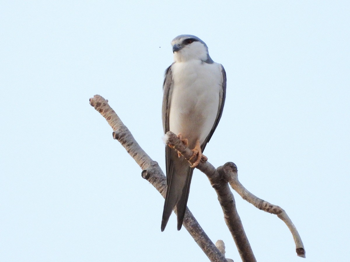 Scissor-tailed Kite - ML633300376