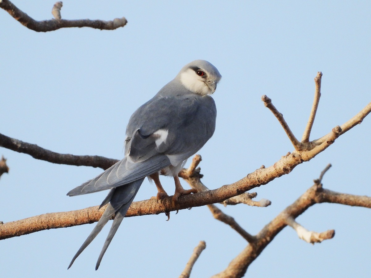 Scissor-tailed Kite - ML633300377