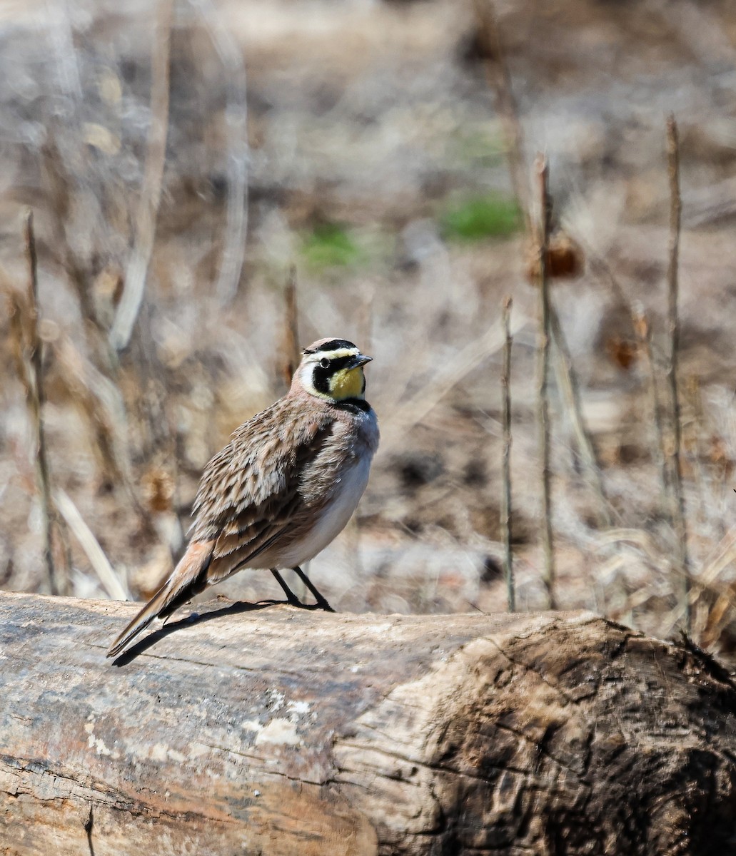 Horned Lark - ML633300391