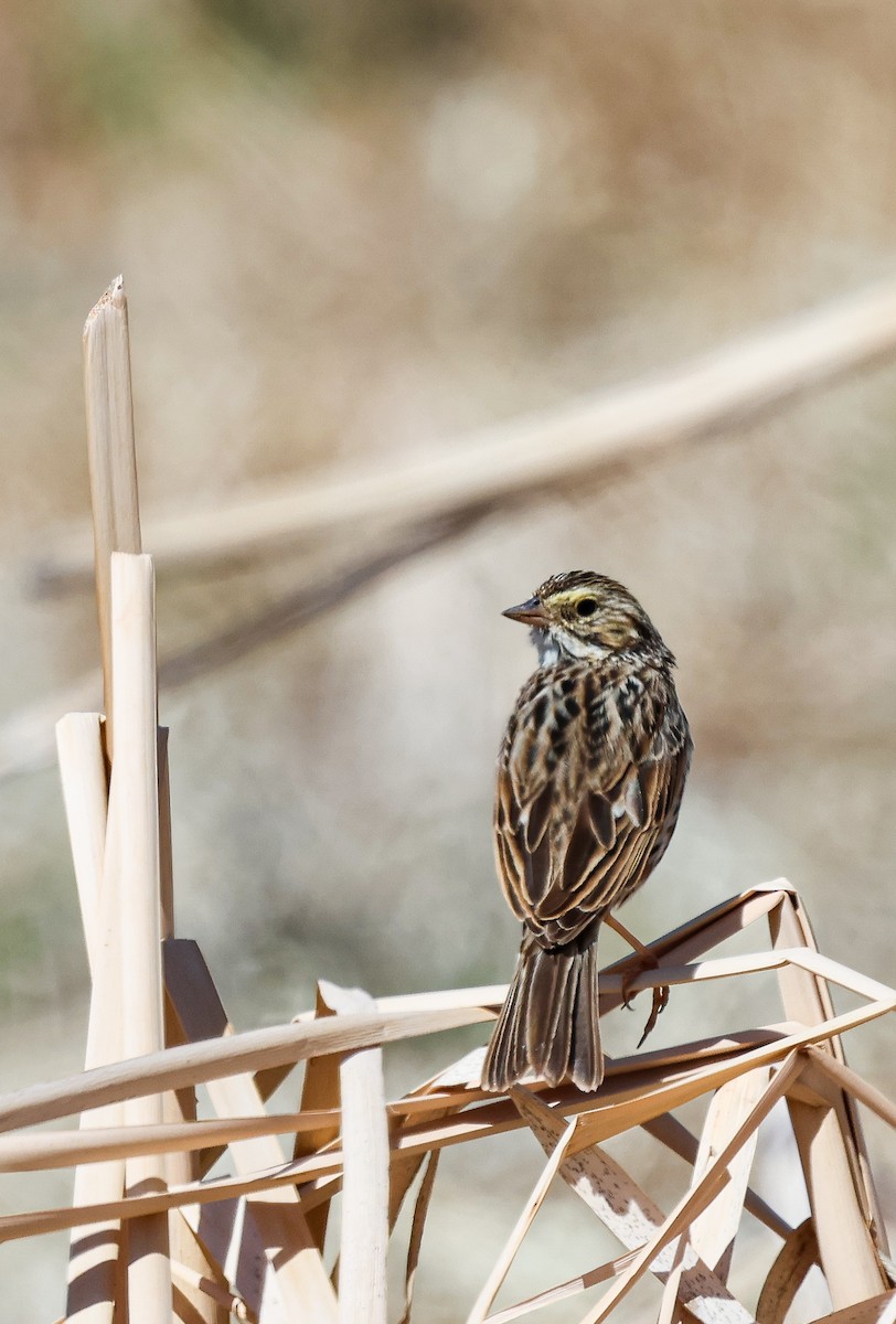 Savannah Sparrow - ML633300411