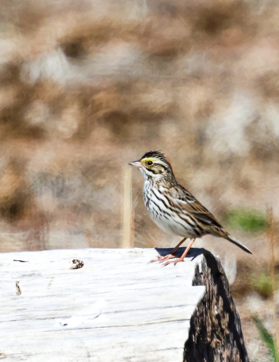 Savannah Sparrow - ML633300423