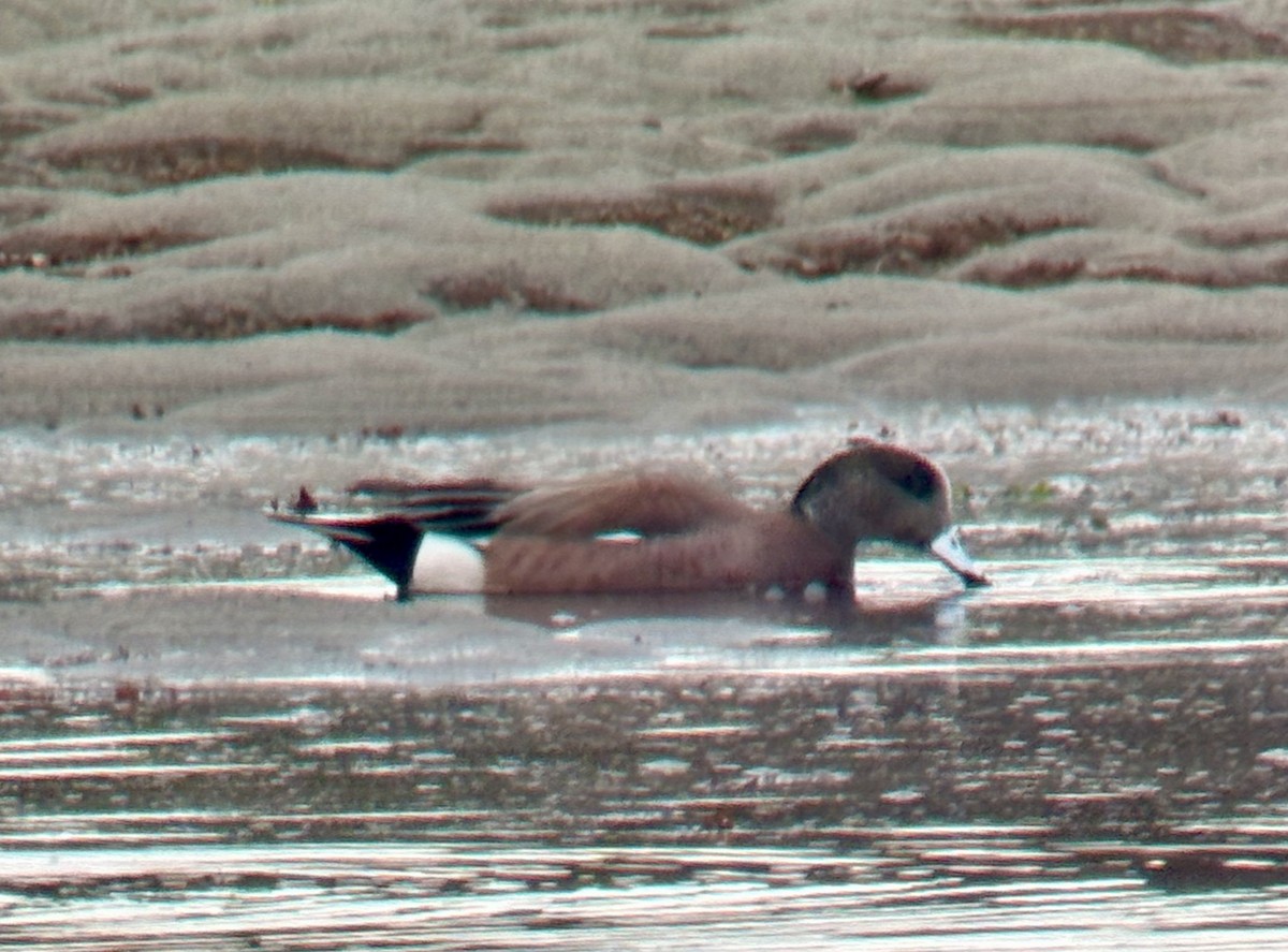 American Wigeon - ML633300520