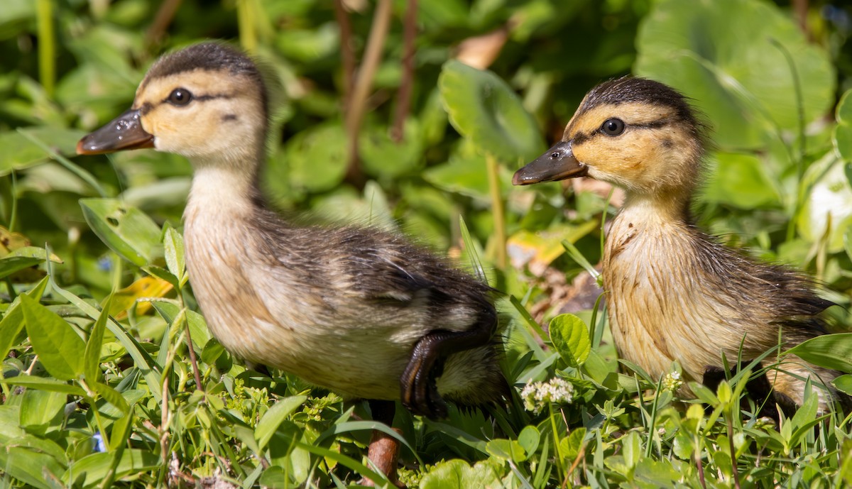 Mottled Duck - Marni Tartack
