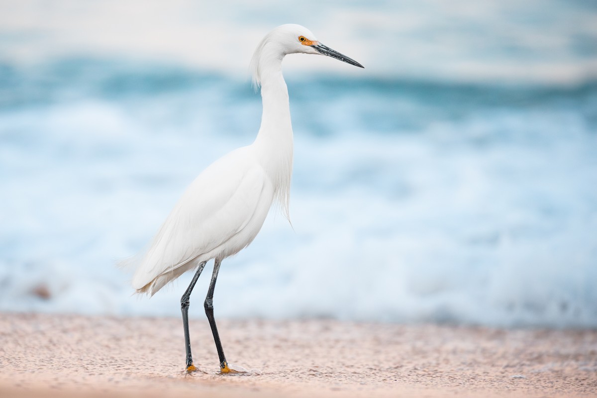 Garceta Nívea - ML633301016