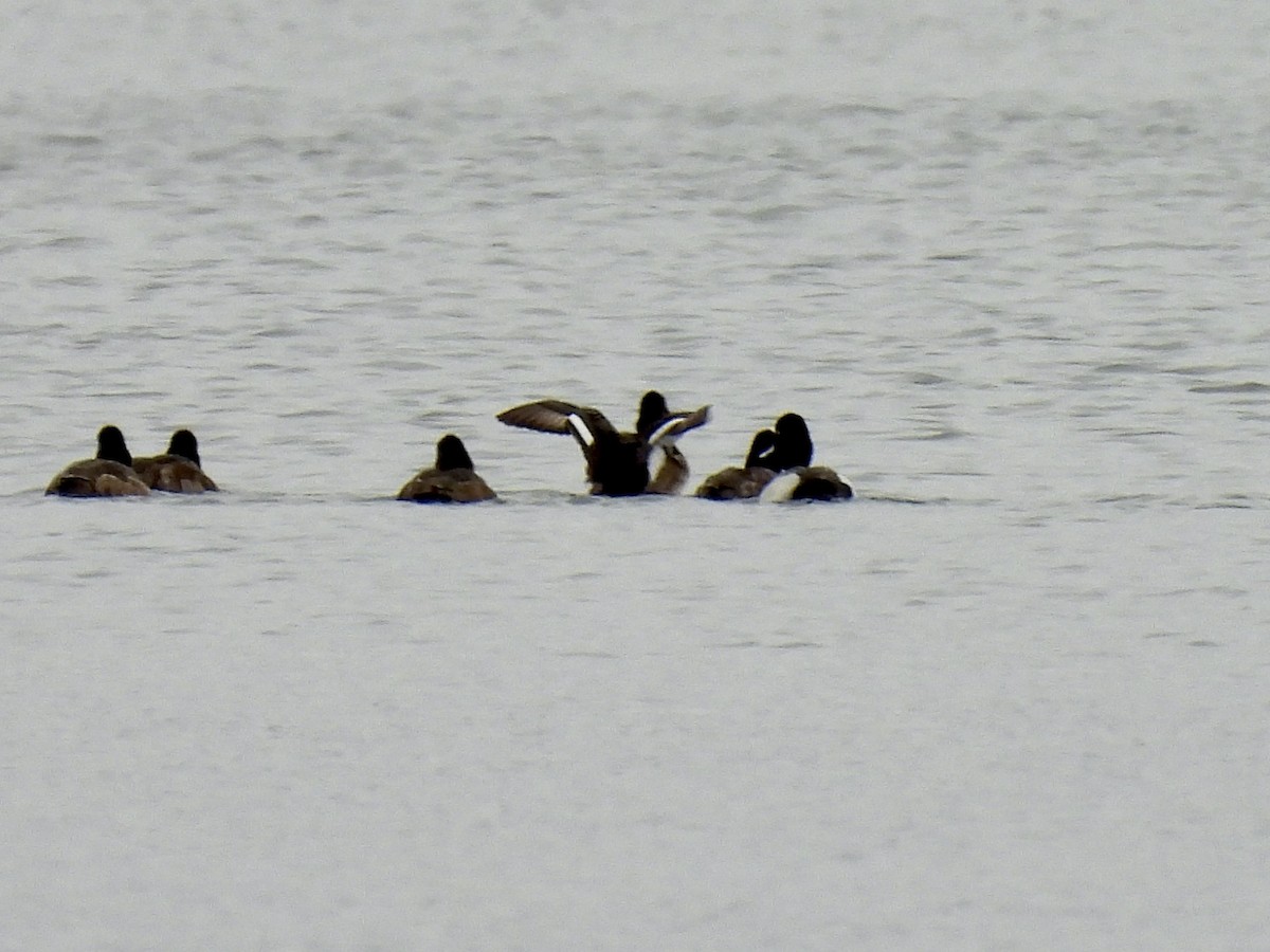 Lesser Scaup - ML633301097