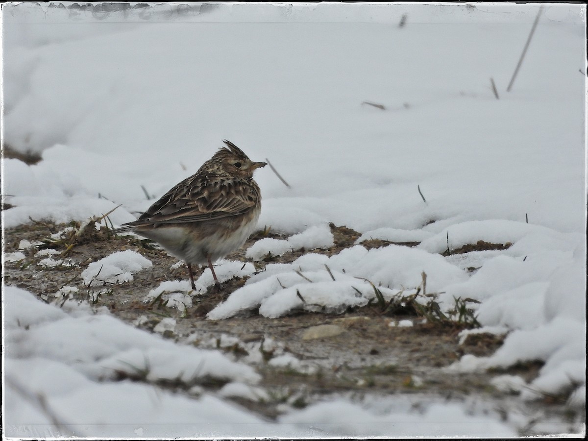 Eurasian Skylark - ML633301105