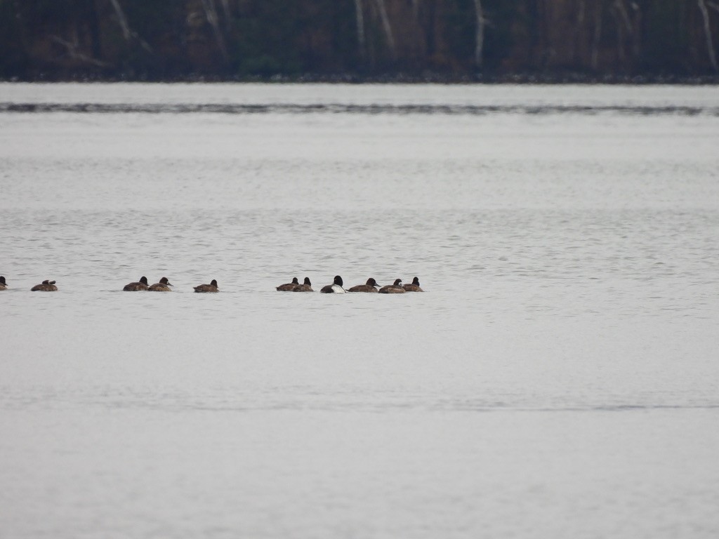 Lesser Scaup - ML633301109