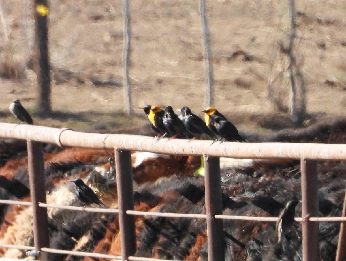 Yellow-headed Blackbird - ML633301164