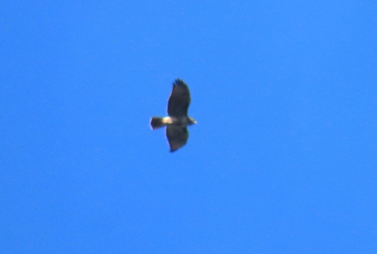 Red-tailed Hawk - ML633301305