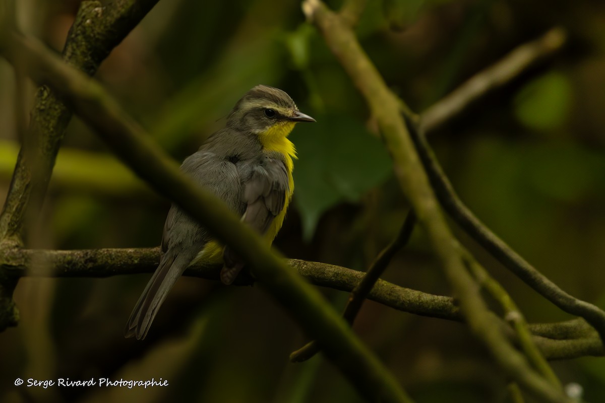 Golden-crowned Warbler - ML633301583
