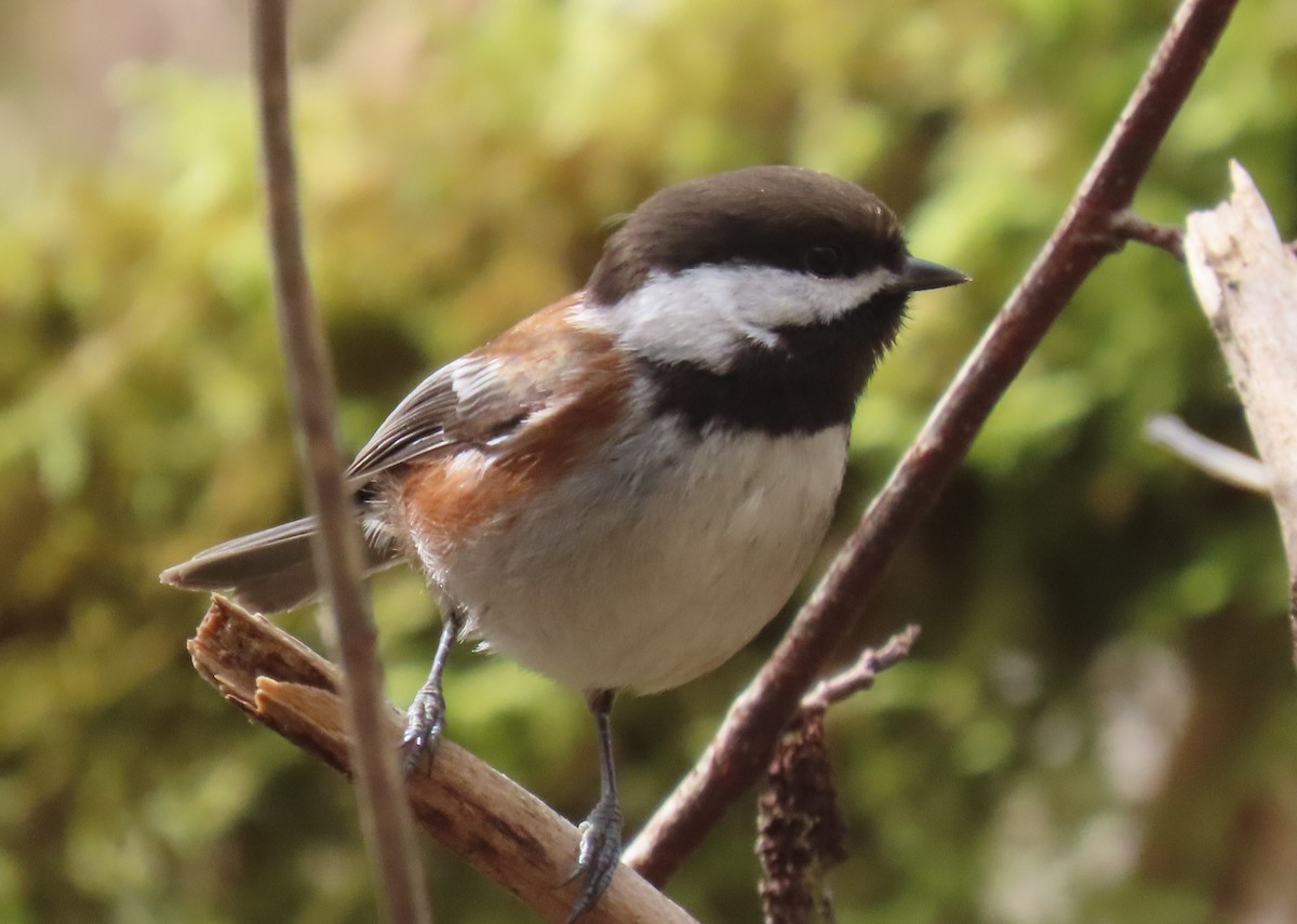 Chestnut-backed Chickadee - ML633301676