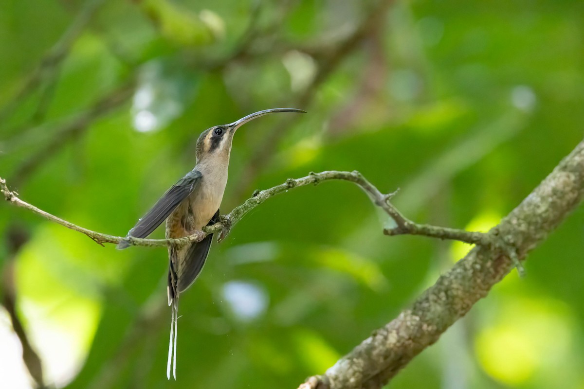Long-billed Hermit - ML633301914