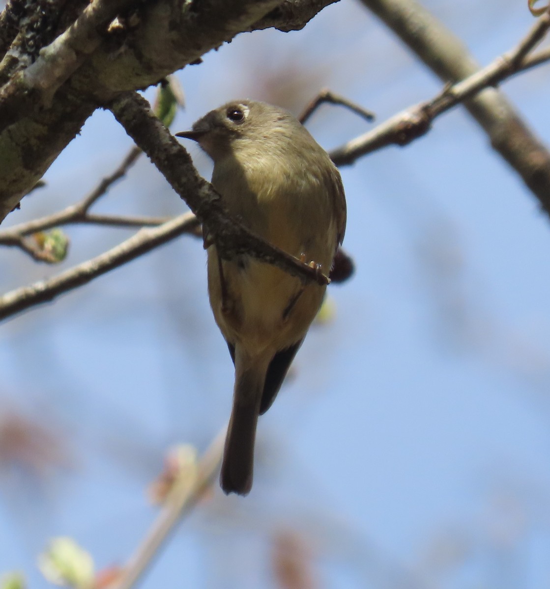 Ruby-crowned Kinglet - ML633301930