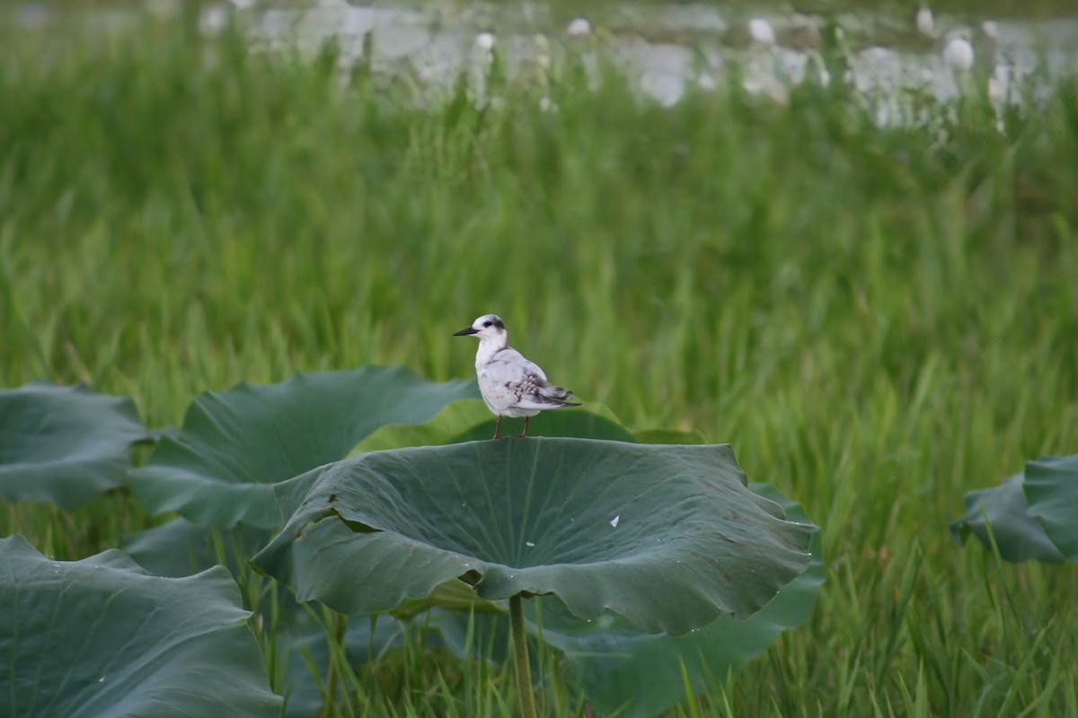 Whiskered Tern - ML633301990