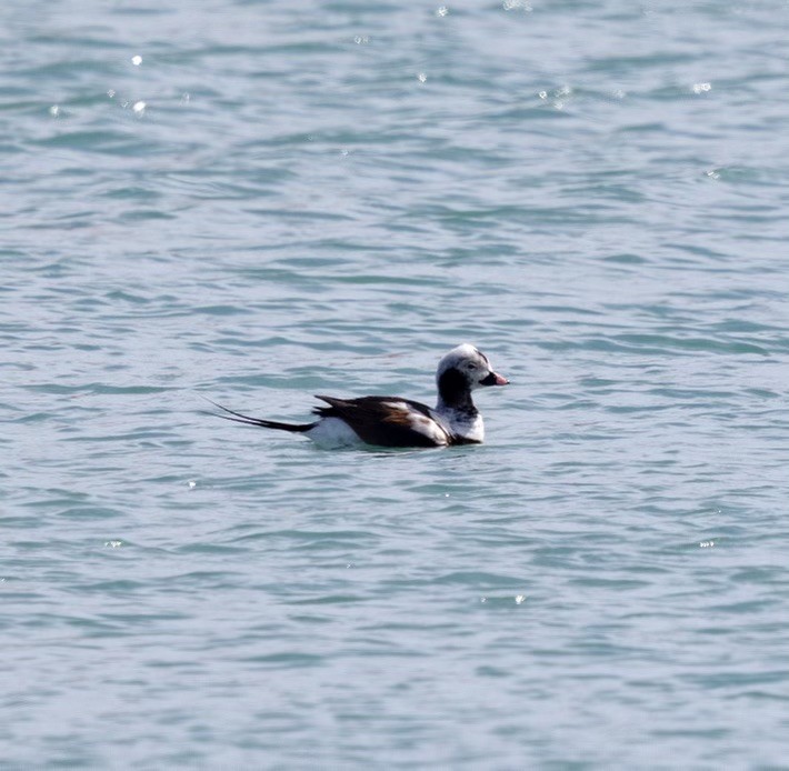 Long-tailed Duck - ML633302104
