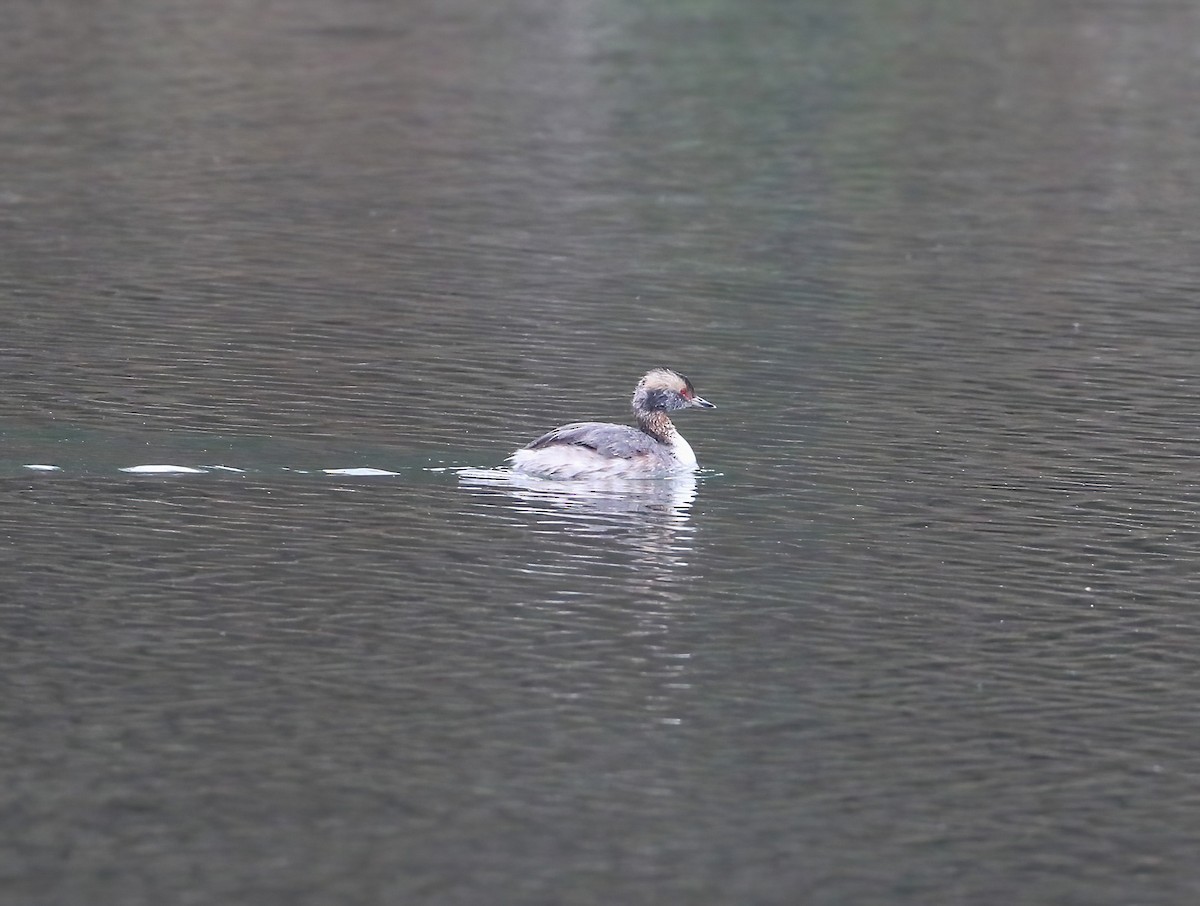 Horned Grebe - ML633302109
