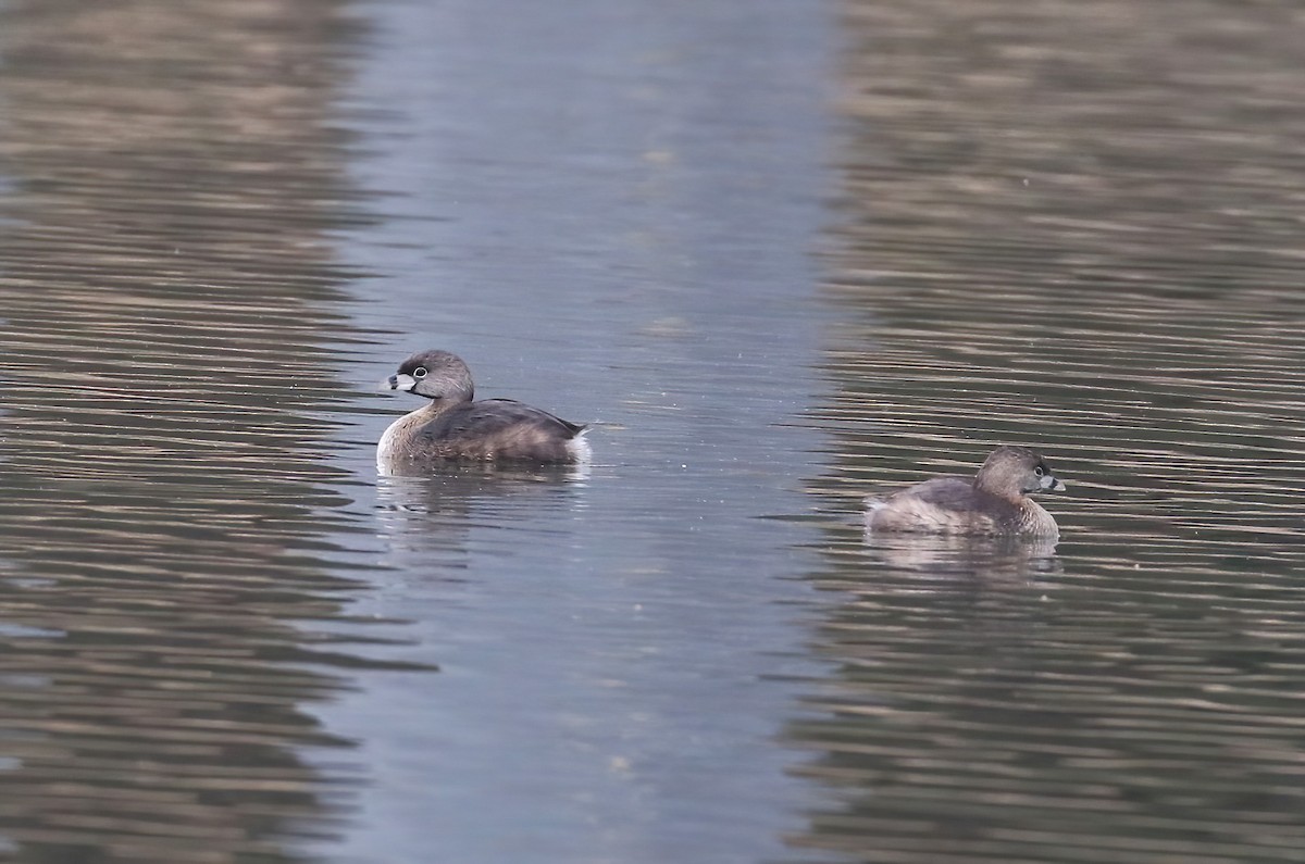 Pied-billed Grebe - ML633302113