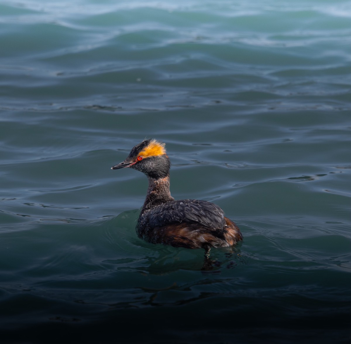 Horned Grebe - ML633302119
