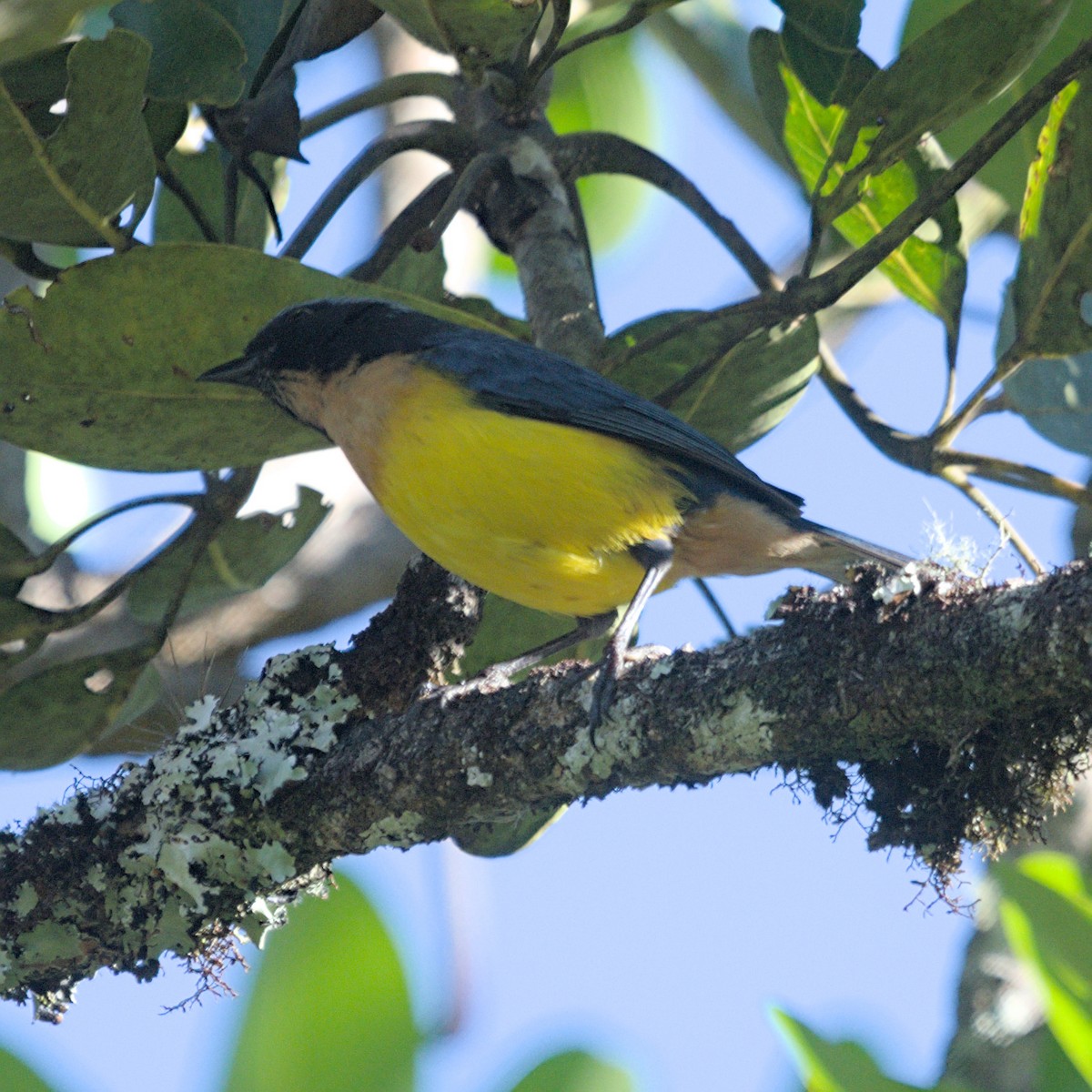 Carriker's Mountain Tanager - ML633302202
