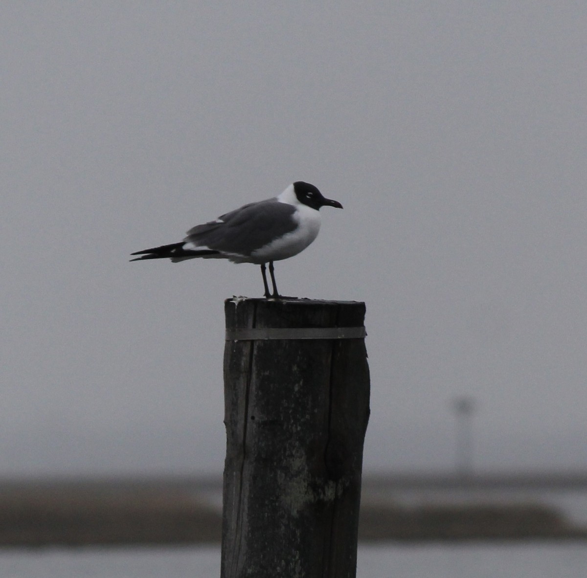 Laughing Gull - ML633302265