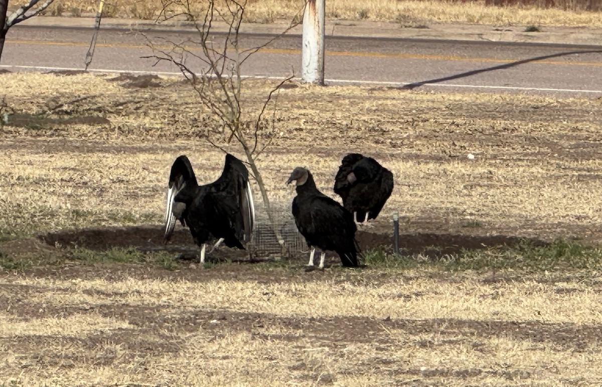 Black Vulture - ML633302361
