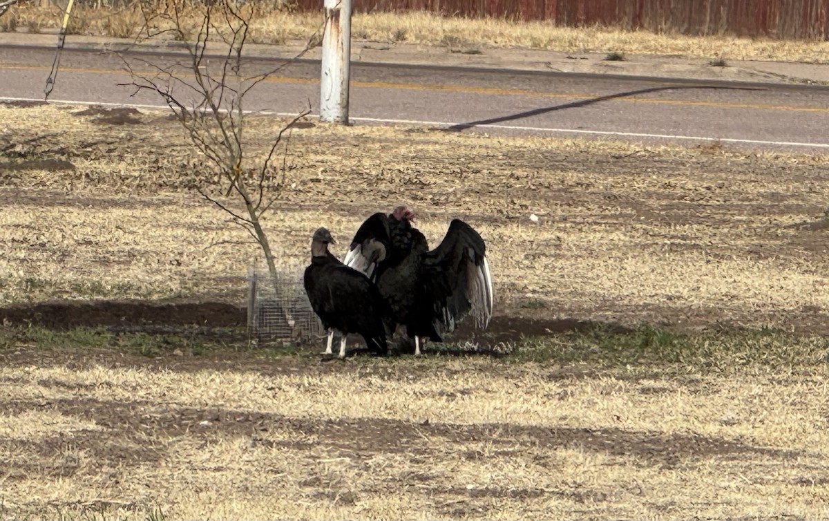 Black Vulture - ML633302454