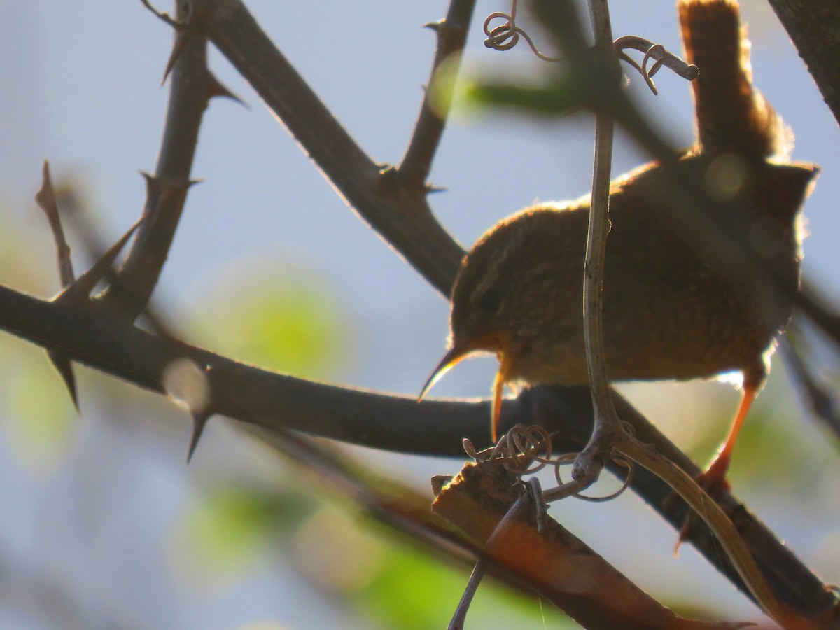 Eurasian Wren - ML633302456