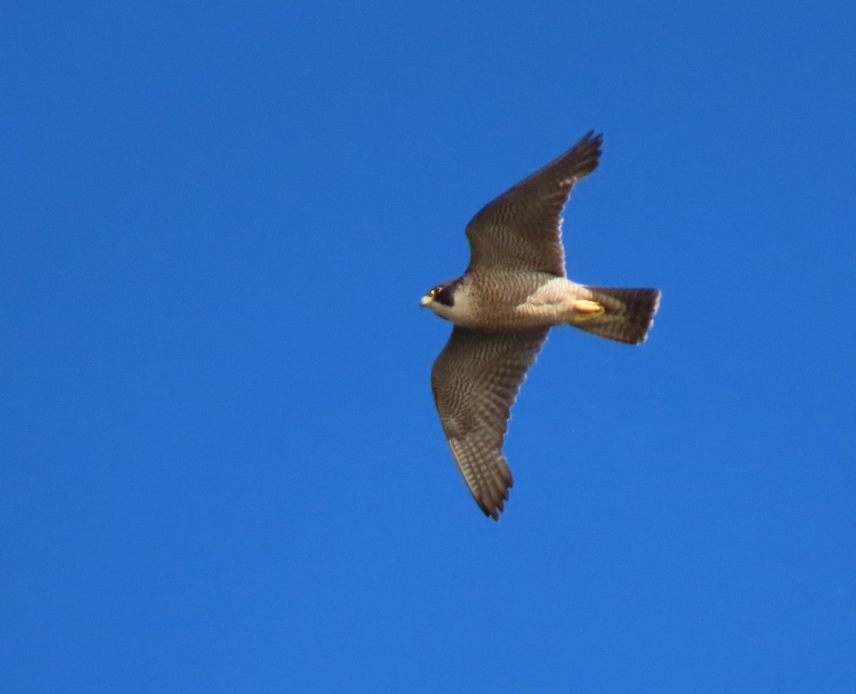 Peregrine Falcon - ML633302493