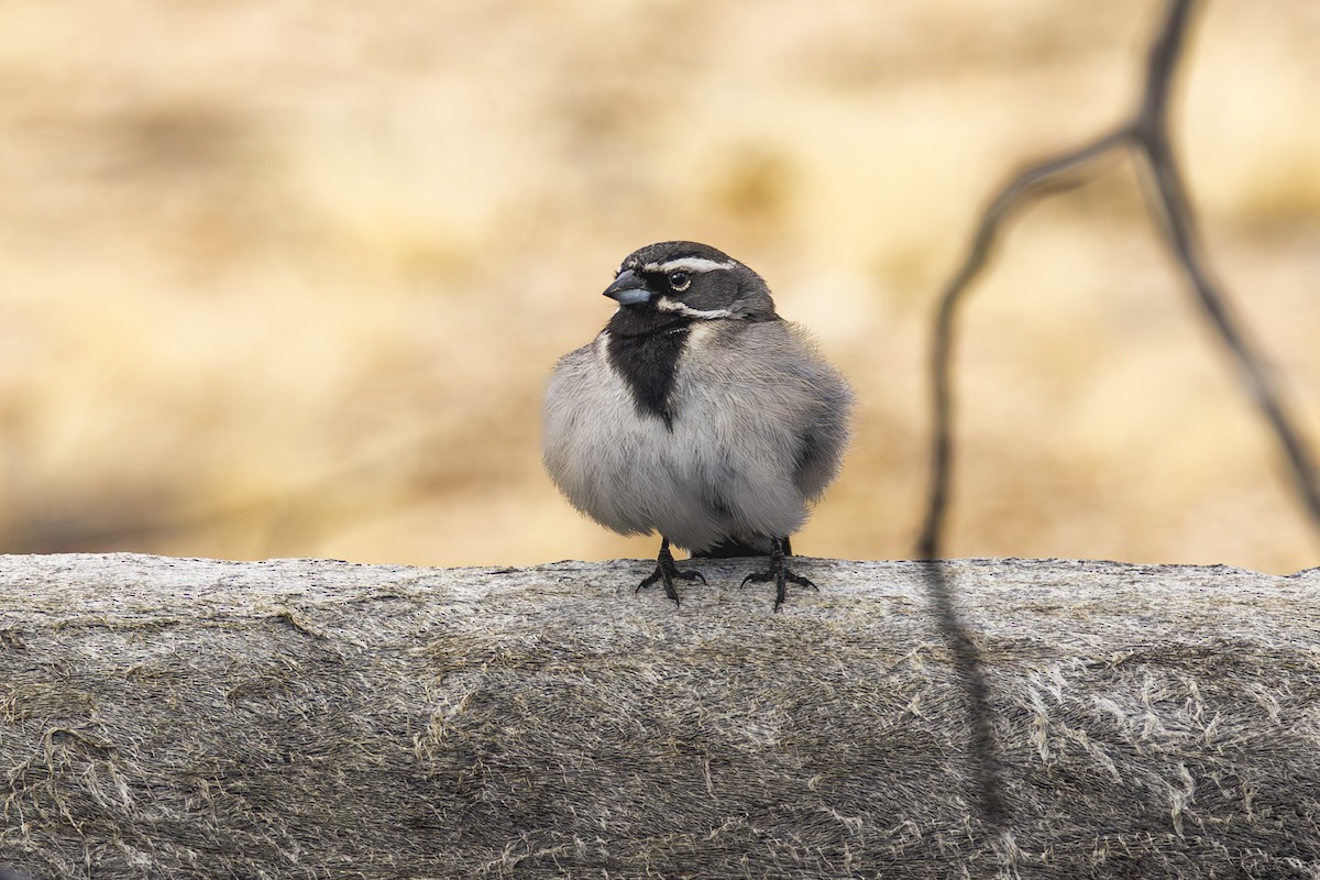 Black-throated Sparrow - ML633302698
