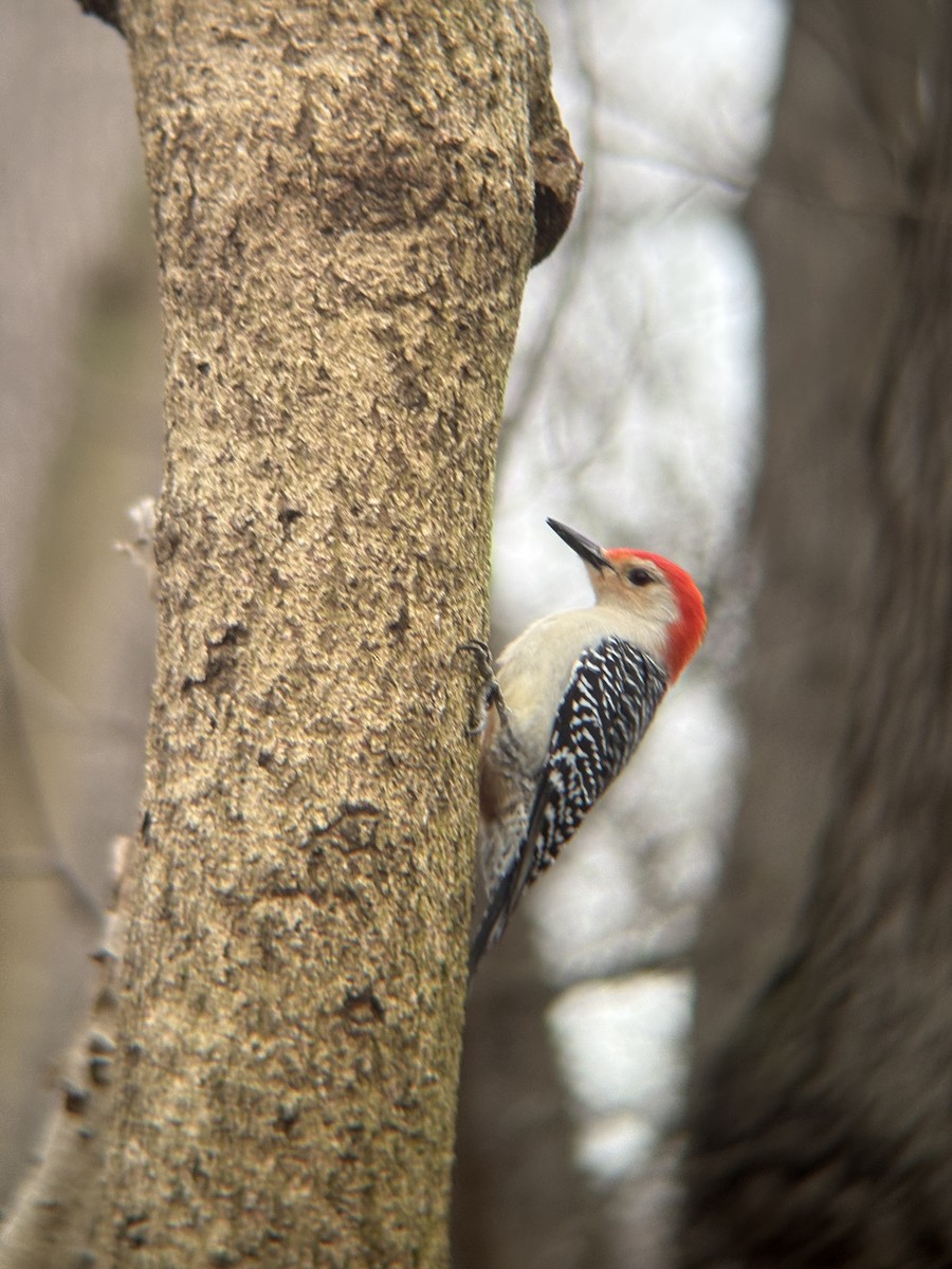Red-bellied Woodpecker - ML633302734
