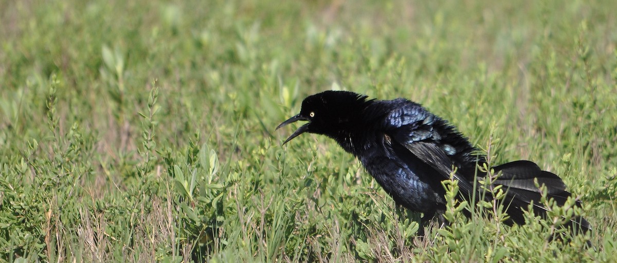 Great-tailed Grackle (Great-tailed) - ML633302805