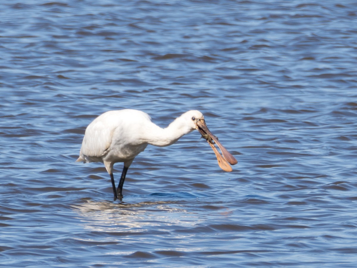 Eurasian Spoonbill - ML633302828