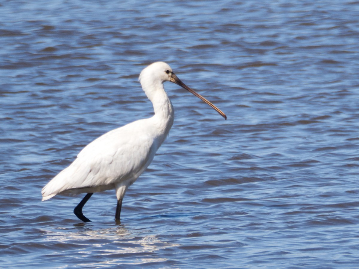 Eurasian Spoonbill - ML633302829
