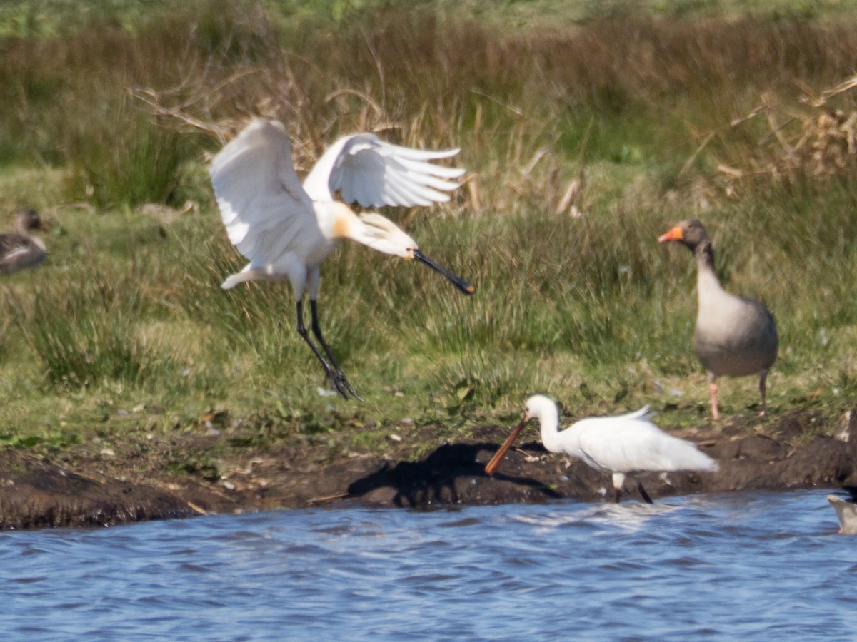 Eurasian Spoonbill - ML633302830