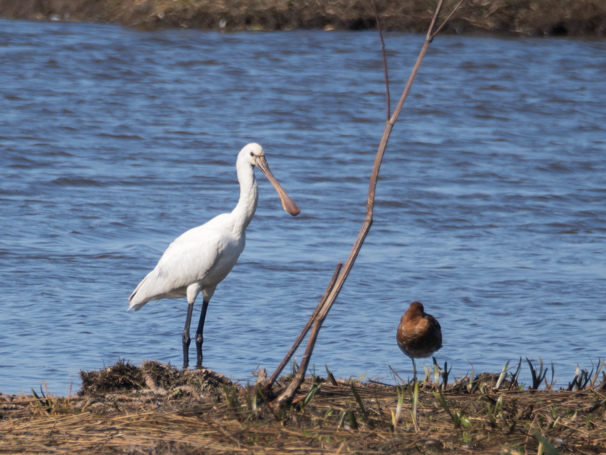 Eurasian Spoonbill - ML633302831