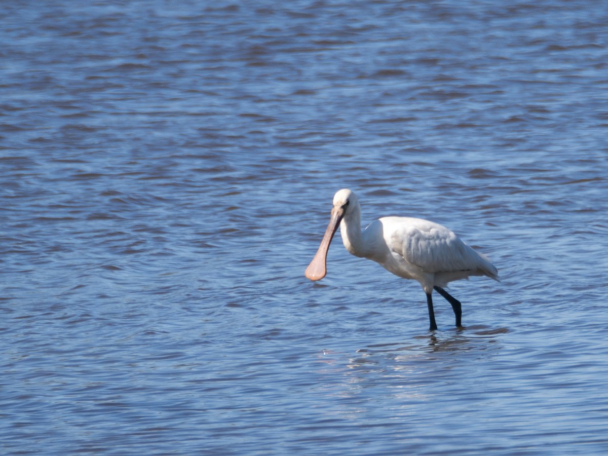 Eurasian Spoonbill - ML633302833