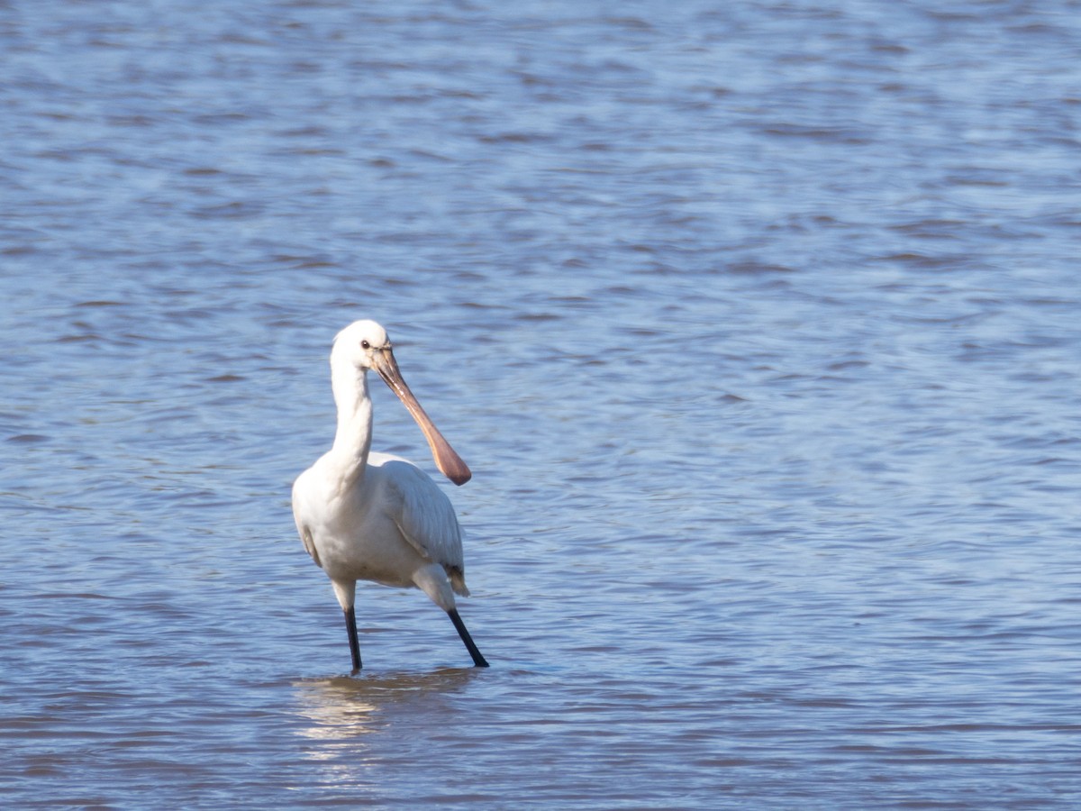 Eurasian Spoonbill - ML633302834