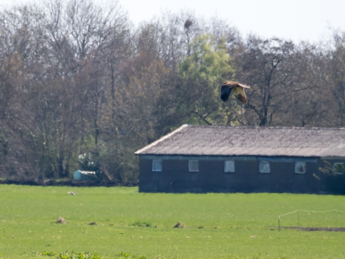 Western Marsh Harrier - ML633302846