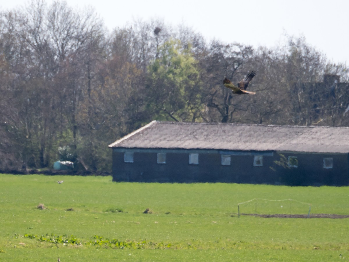 Western Marsh Harrier - ML633302847